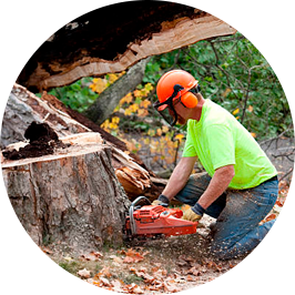 Tree Trimming